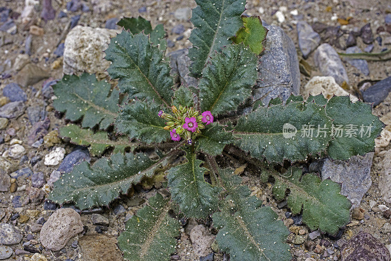 Aliciella latifolia(原名Gilia latifolia)，也被称为阔叶Gilia，是一种恶臭的一年生植物，位于夹竹科(Polemoniaceae)，在美国西南部的沙漠中发现，在加州的死亡谷国家公园发现。P